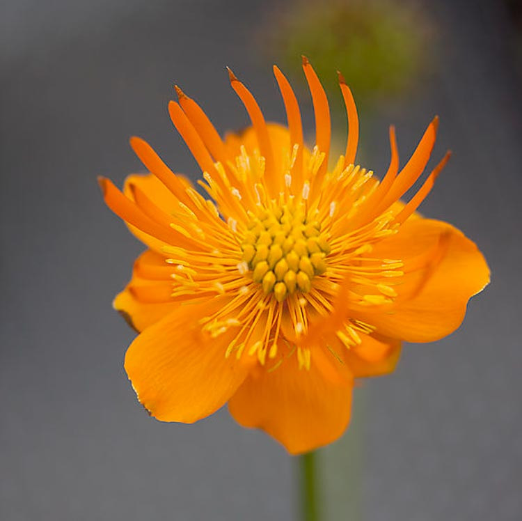 Trollius chinensis 'Golden Queen' (Globe Flower)