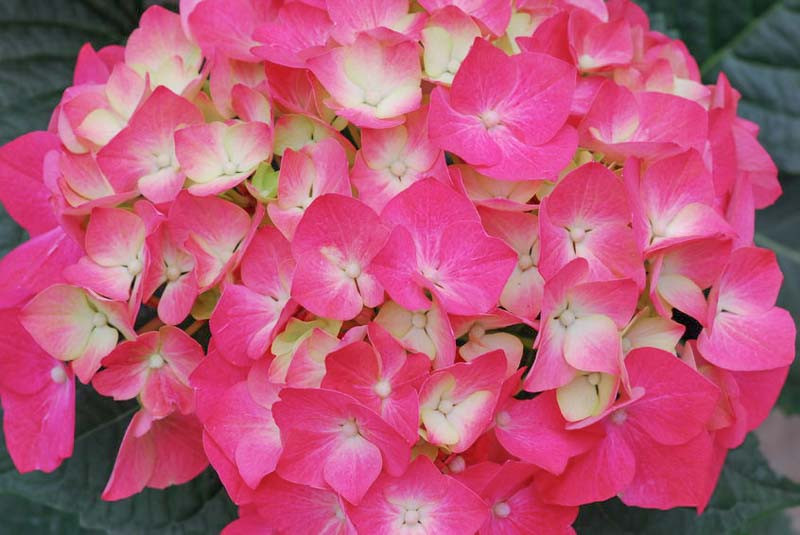 Hydrangea macrophylla ‘Pia’