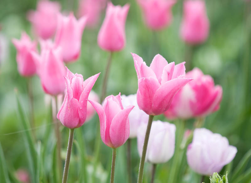 Tulipa 'China Pink' (LilyFlowered Tulip)