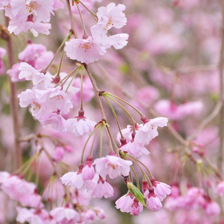 Prunus pendula ‘Pendula Plena Rosea’ (Double Weeping Cherry)