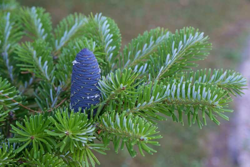 50pcs Abies koreana Korean Fir Tree Seeds Blue Cones Decorative Garden Evergreen 50pcs Abies koreana Korean Fir Tree Seeds Blue Cones Decorative Garden Evergreen