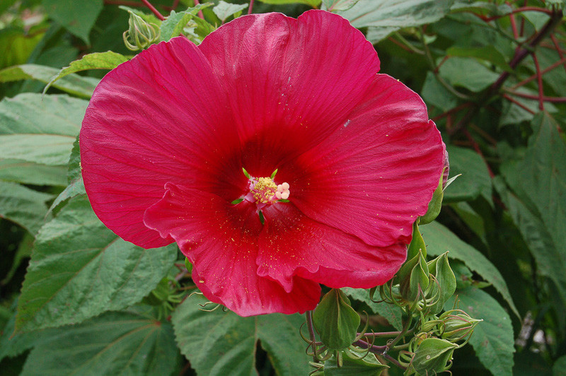 Hibiscus moscheutos 'Robert Fleming' (Hardy Hibiscus)