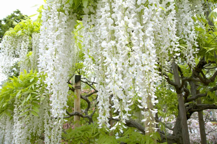 Wisteria floribunda 'Alba' (White Japanese Wisteria)