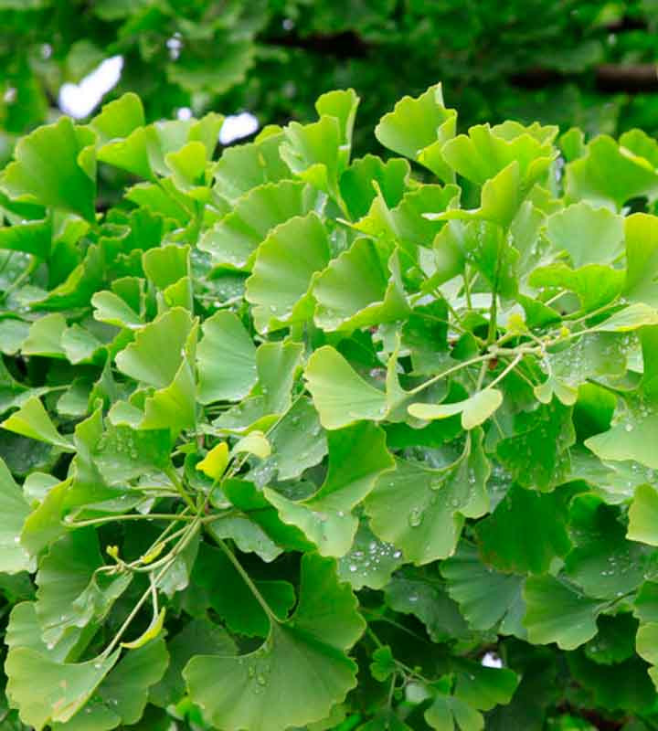 Ginkgo biloba 'Tubifolia' (Maidenhair Tree)
