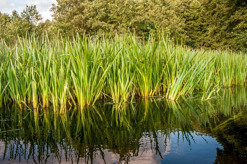 Acorus calamus (Sweet Flag)