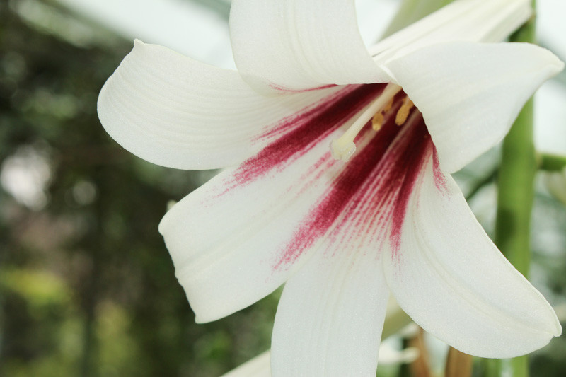 Cardiocrinum giganteum (Giant Himalayan Lily)