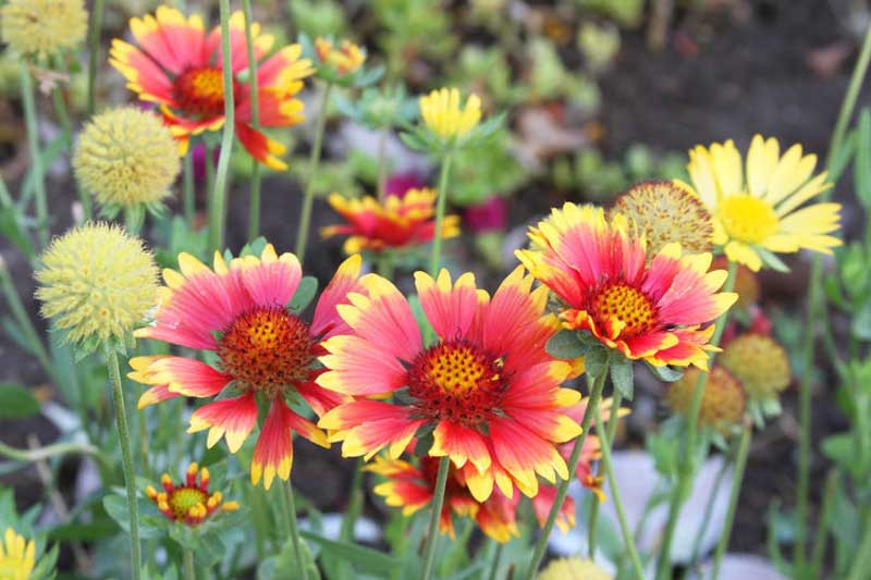 Gaillardia x grandiflora 'Goblin' (Blanket Flower)