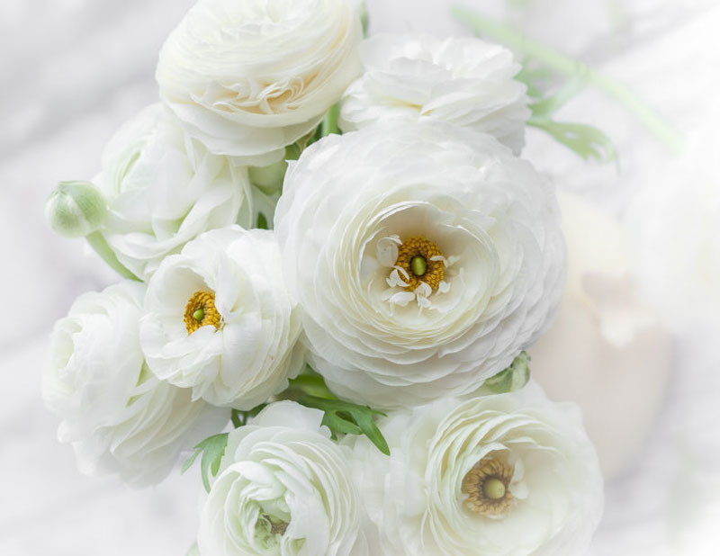 Ranunculus asiaticus 'Tecolote White' (Persian Buttercup)