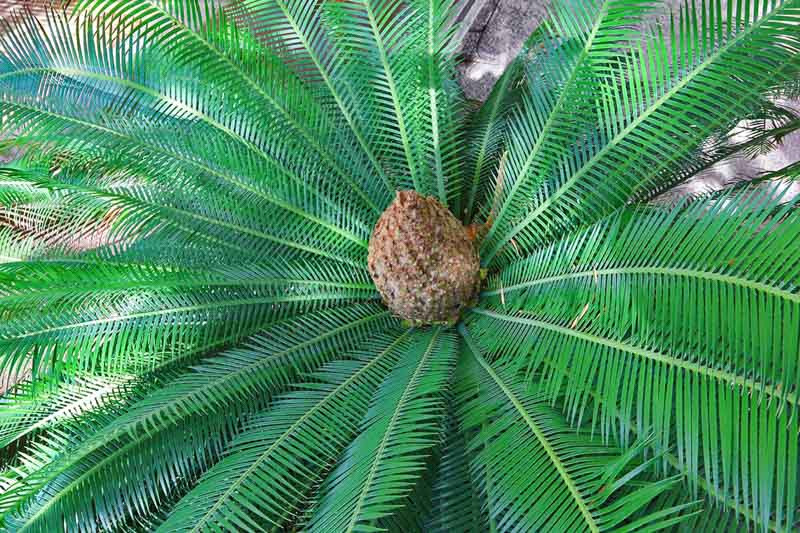 20-25 DIOON EDULE Mexikanischer Palmfarn cm 