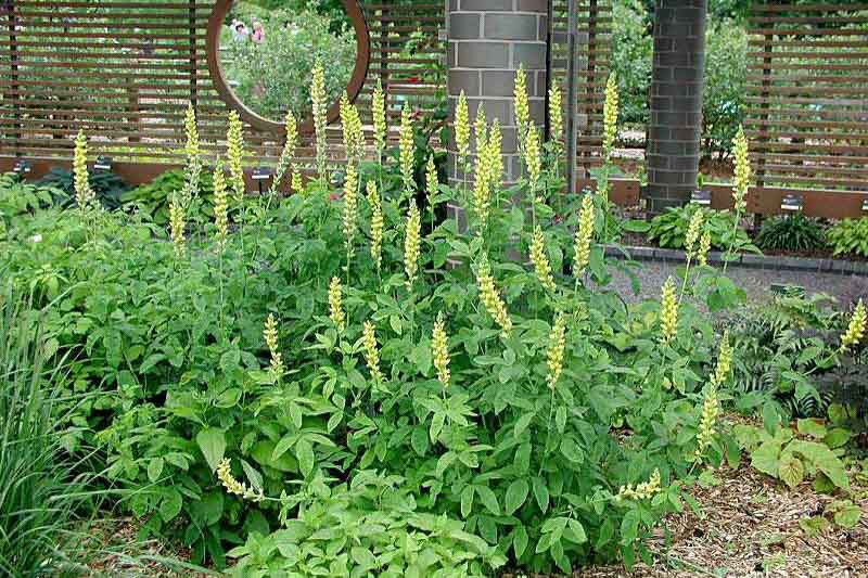 Thermopsis villosa (Carolina Lupine)