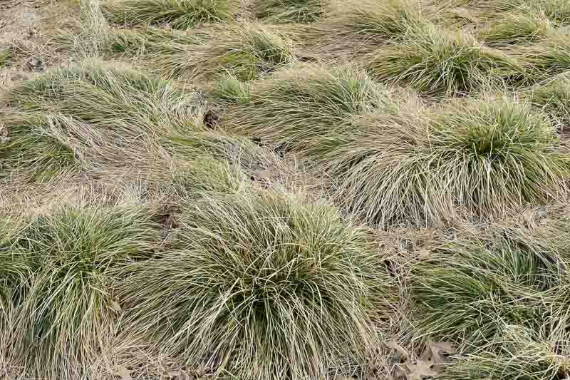 Carex comans 'Frosted Curls' (New Zealand Hair Sedge)