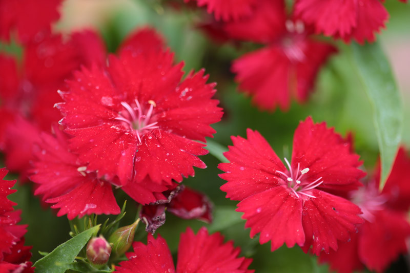 Dianthus deltoides 'Flashing Lights' (Maiden Pink)
