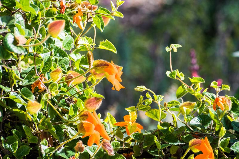 Thunbergia gregorii (Orange Clock Vine)
