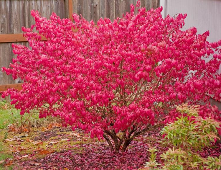 Image of Asters companion plant for burning bush