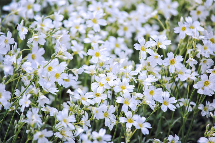 Image of Zinnia snow in summer companion plant