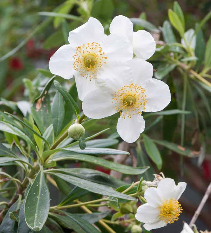Carpenteria californica (Bush Anemone)