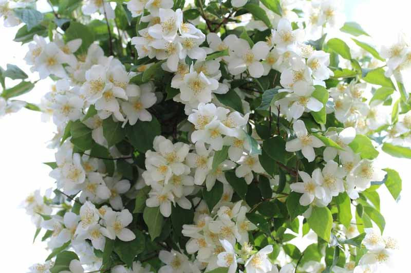 Philadelphus 'Avalanche' (Mock Orange)