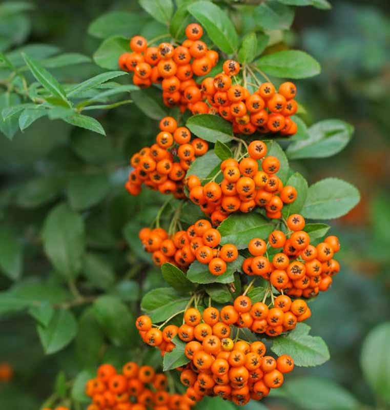 Pyracantha angustifolia �Yukon Belle� (Narrowleaf Firethorn)