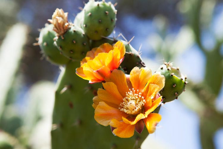 Opuntia ficusindica (Prickly Pear)