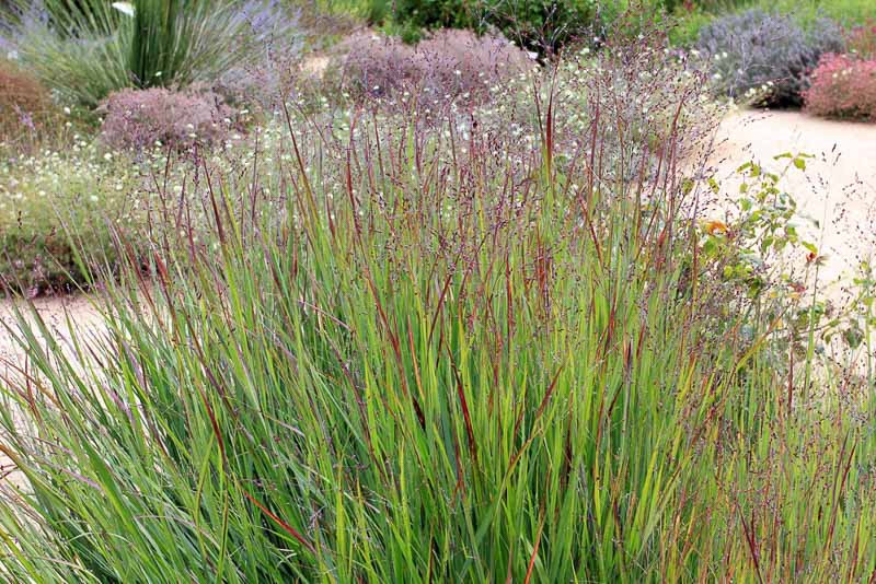 Panicum virgatum 'Shenandoah' (Switch Grass)