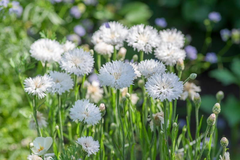 Centaurea cyanus 'Snowman' (Cornflower)