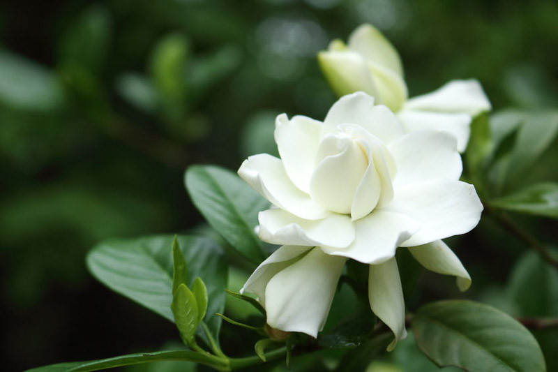 Gardenia jasminoides 'Four Seasons' (Cape Jasmine)