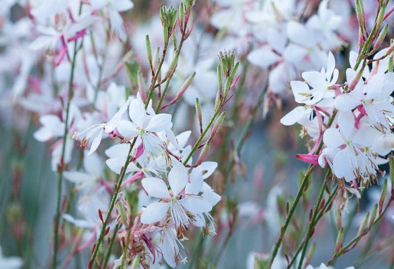 Gaura lindheimeri (White Gaura)