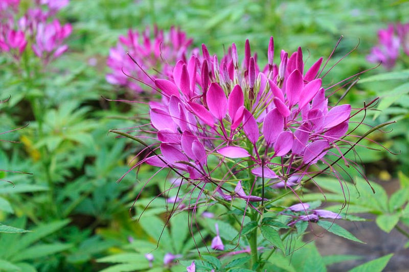 Cleome hassleriana 'Violet Queen' (Spider Flower)