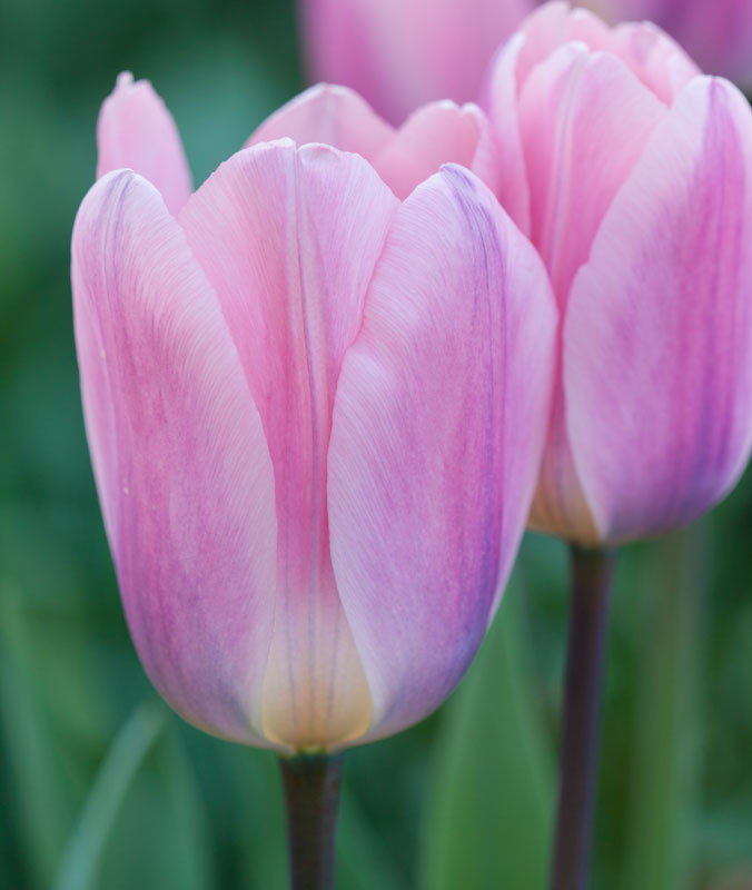 Tulipa 'Light And Dreamy' (Darwin Hybrid Tulip)