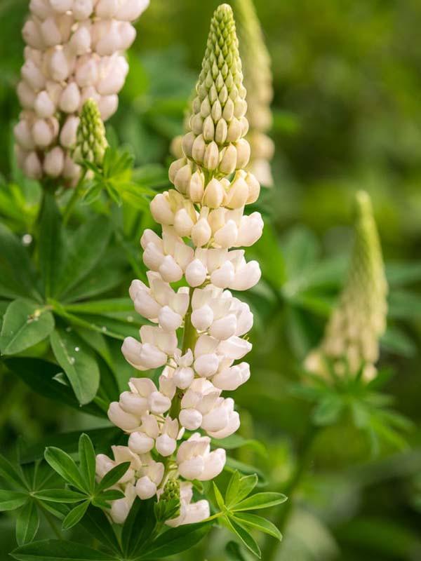 Lupinus �Gallery White� (Lupine)