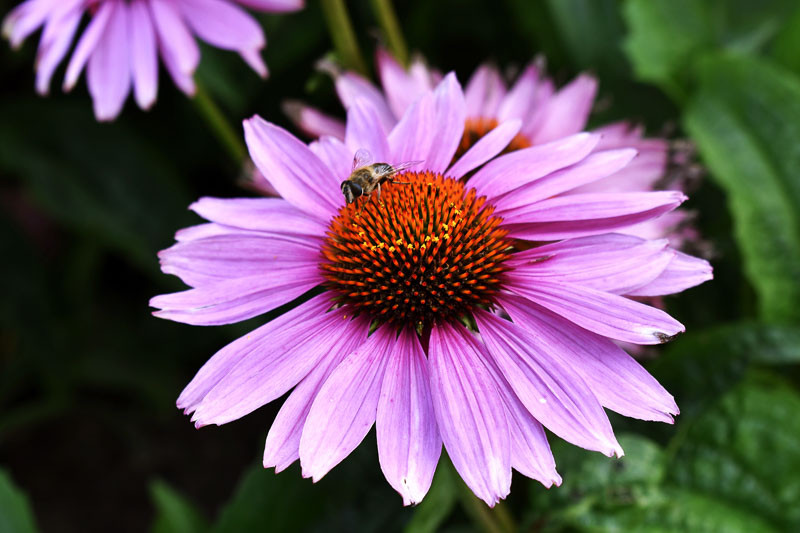 Echinacea purpurea 'Ruby Star' (Coneflower)