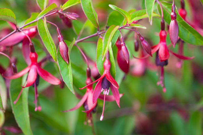 Fuchsia 'Dying Embers' (Hardy Fuchsia)