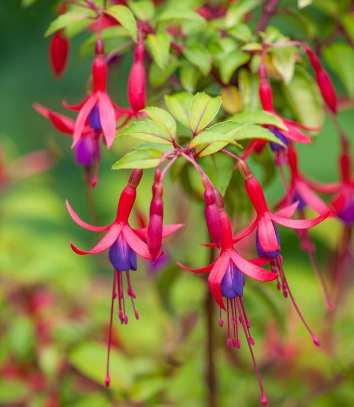 Fuchsia 'Genii' (Hardy Fuchsia)