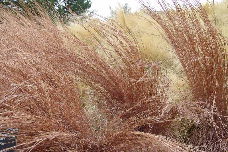 Schizachyrium scoparium (Little Bluestem)