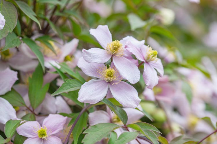 Clematis montana var. rubens 'Pink Perfection' (Montana Group)