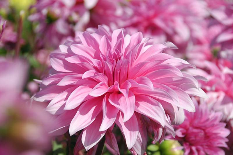 Dahlia 'Babylon Rose'