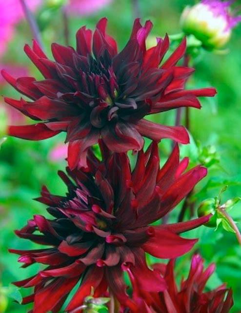 Dahlia Nuit D Ete Dahlia Nuit D Ete