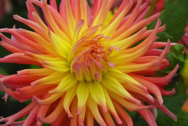 Dahlia ‘Alfred Grille’