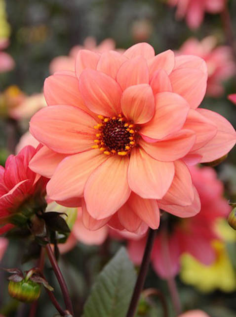 Dahlia ‘Bishop of Oxford’