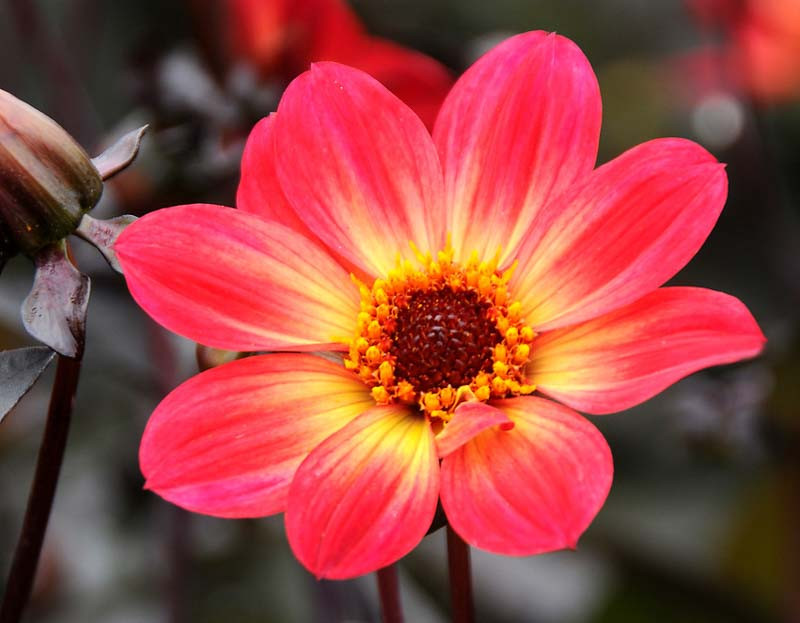 Dahlia 'Happy Single Flame'