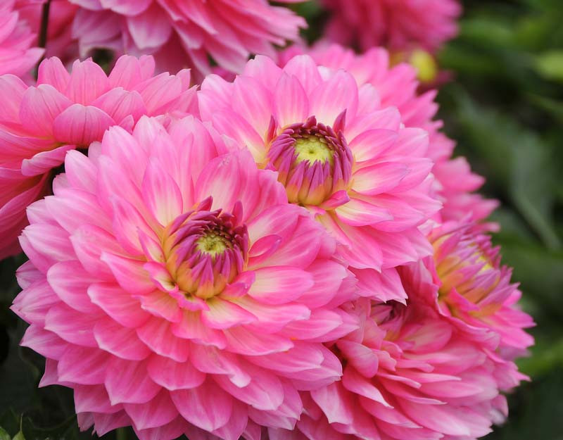 Dahlia 'Gallery Bellini'