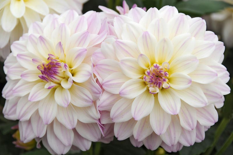 Dahlia 'Gallery Monet'