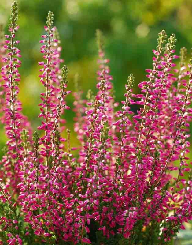 Calluna vulgaris �Aphrodite� (Heather)