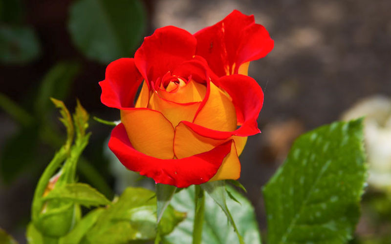 Rosa Ketchup & Mustard (Floribunda Rose)