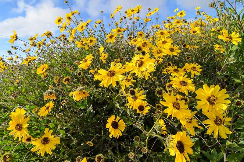Encelia californica (California Brittlebush)