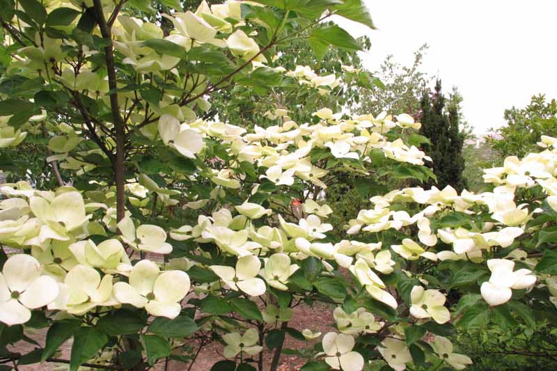 Cornus 'Venus' (Dogwood)