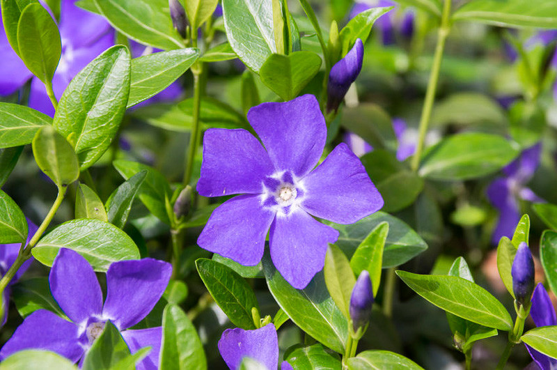 Vinca minor 'Bowles's Variety' (Lesser Periwinkle)