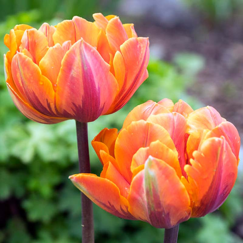 Tulipa 'Orange Princess' (Double Late Tulip)