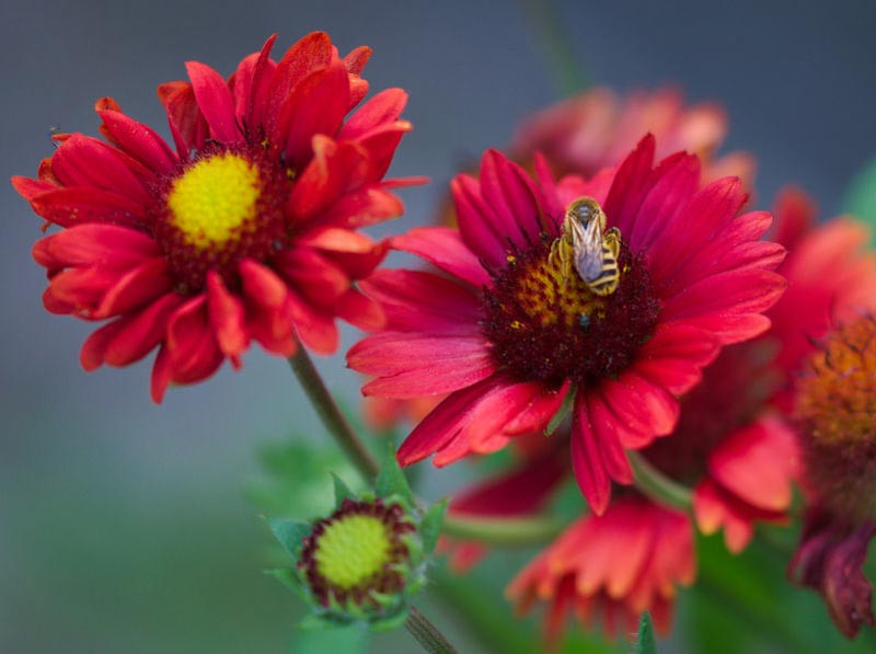 Gaillardia 'Burgundy' (Blanket Flower)