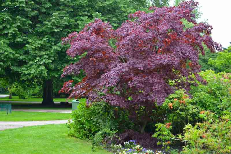 Acer platanoides 'Crimson King' (Norway Maple)